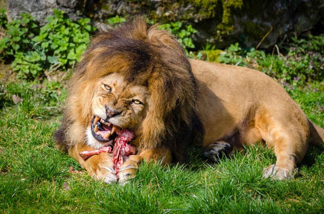 brown lion eating meat