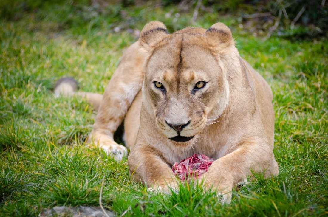 lioness lying on the ground closeup photography