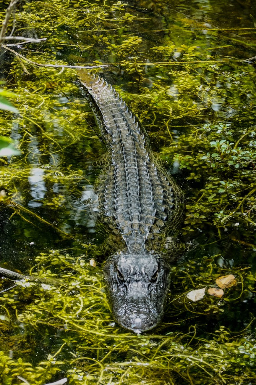 shallow focus photo of crocodile on body of water