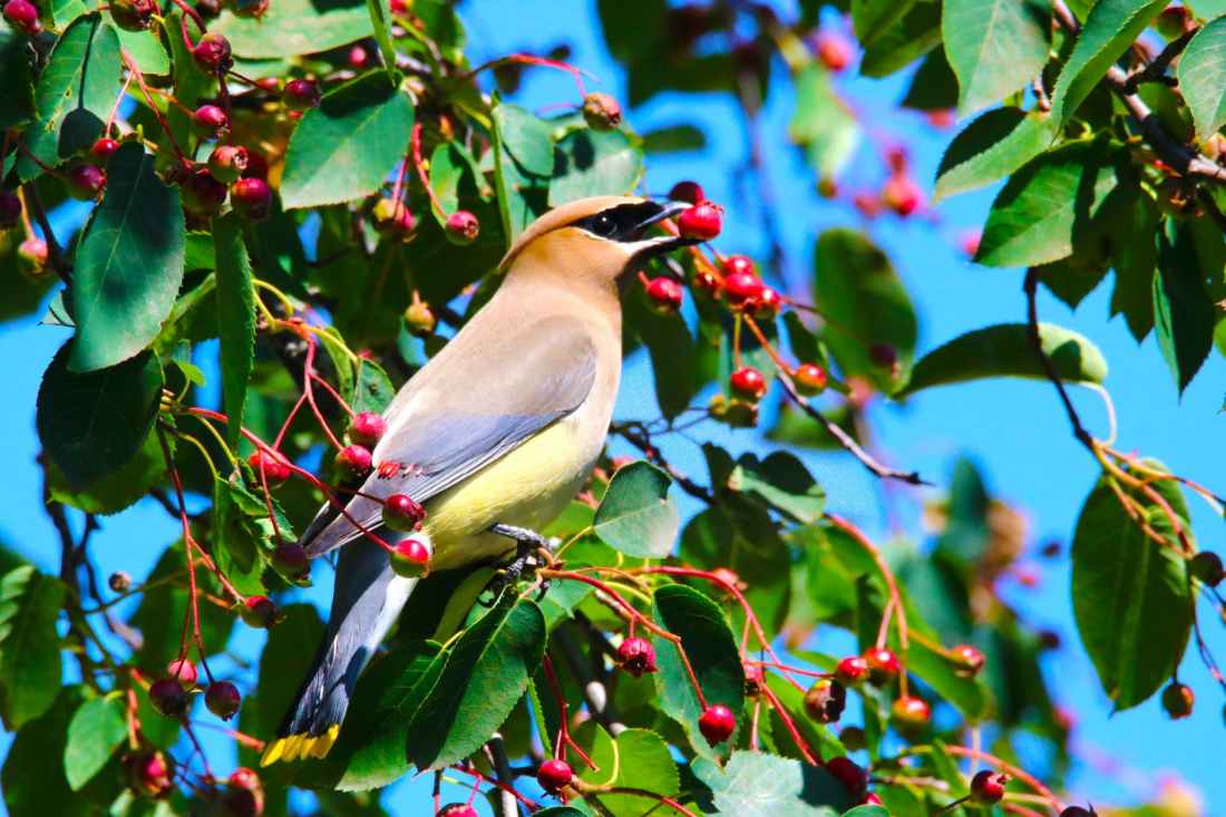 berry bird bloom blossom