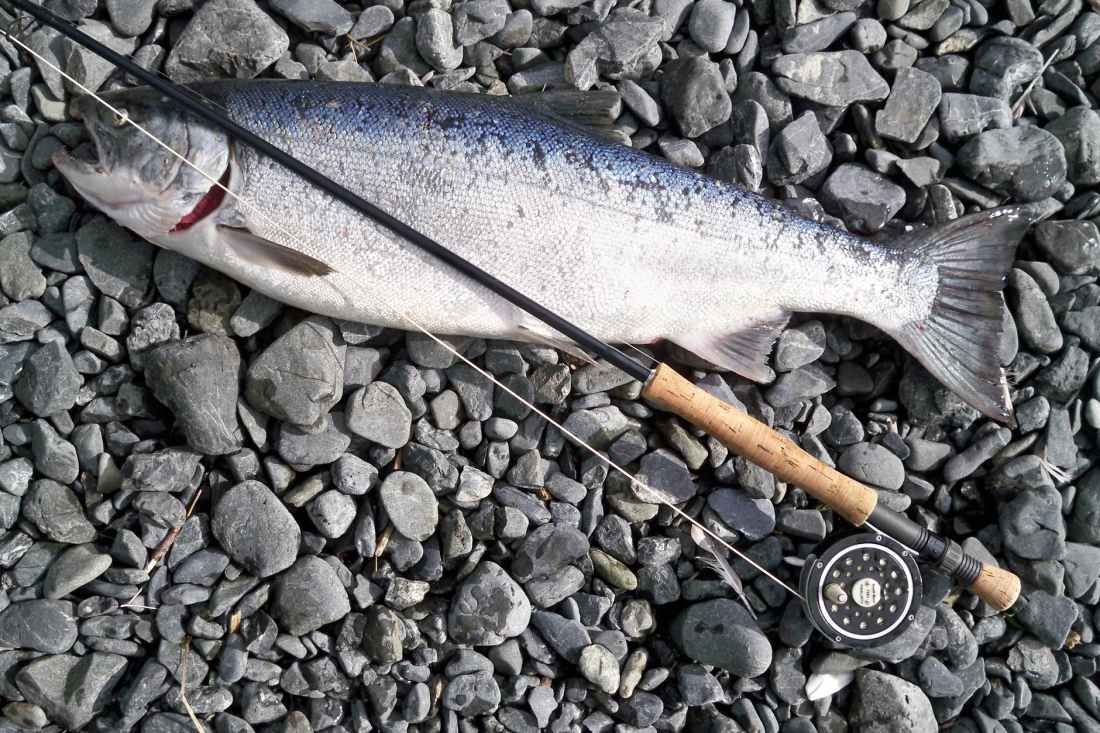 photo of gray fish caught by fishing rod