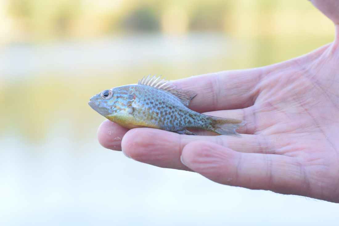 person holding small fish