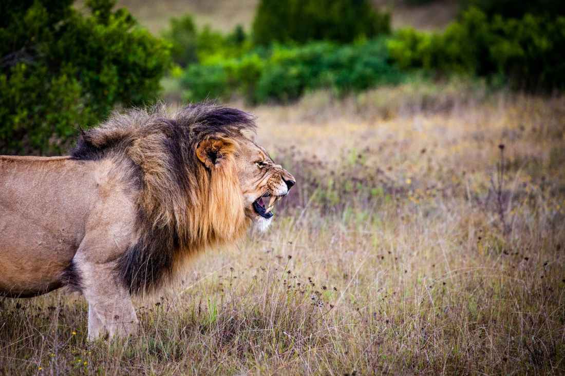 brown and black lion on brown grass field