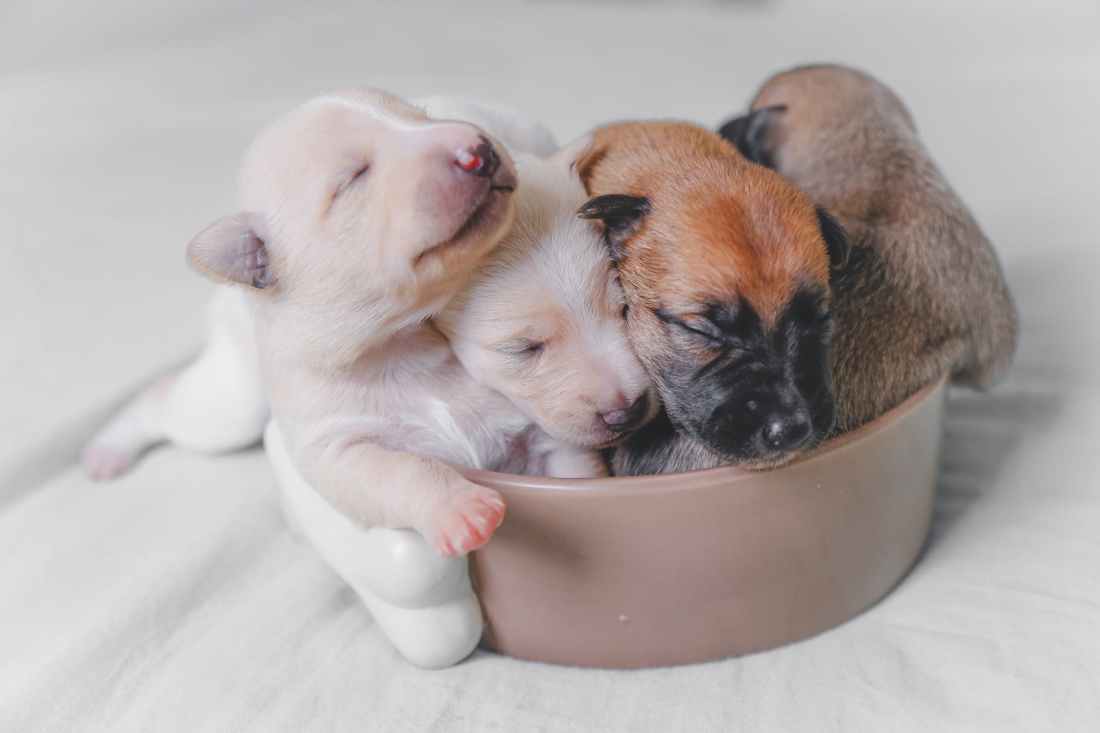 puppies in bowl