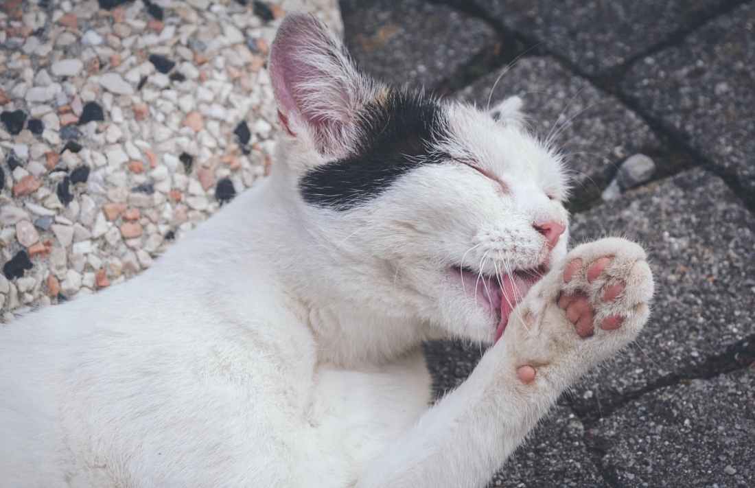 closeup photo of cat licking its paw