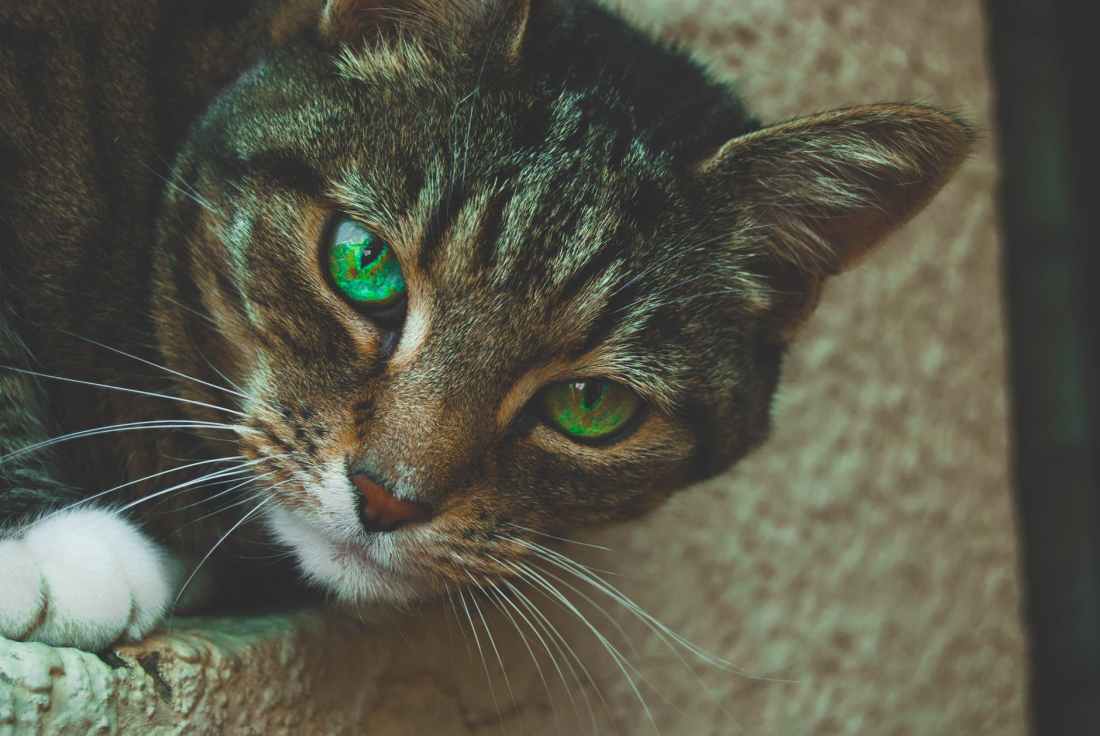 gray tabby cat with green eyes