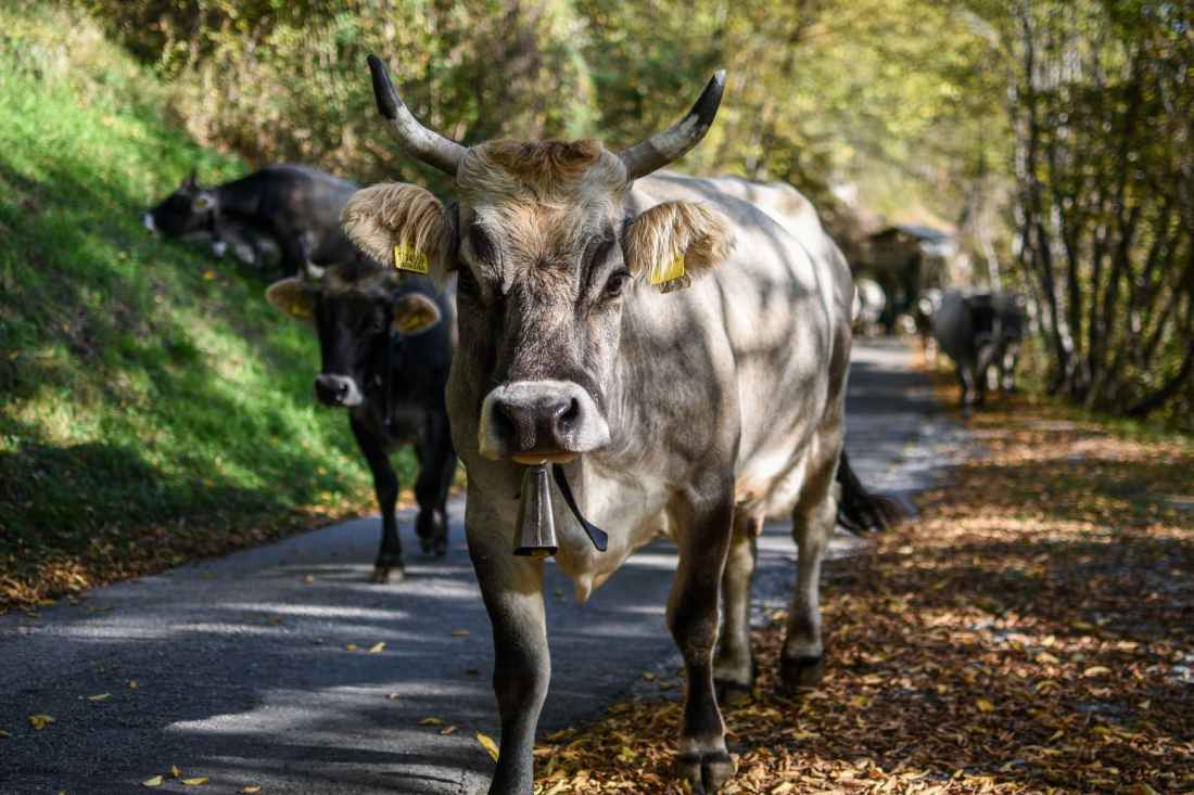 white and black cows on gray asphalt road
