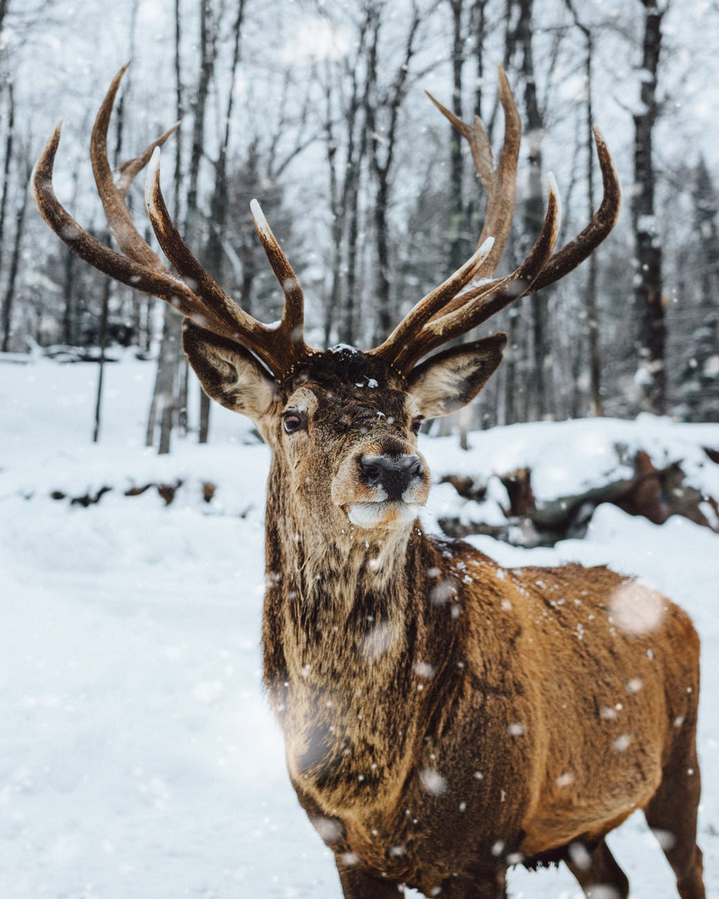 photo of deer on snow
