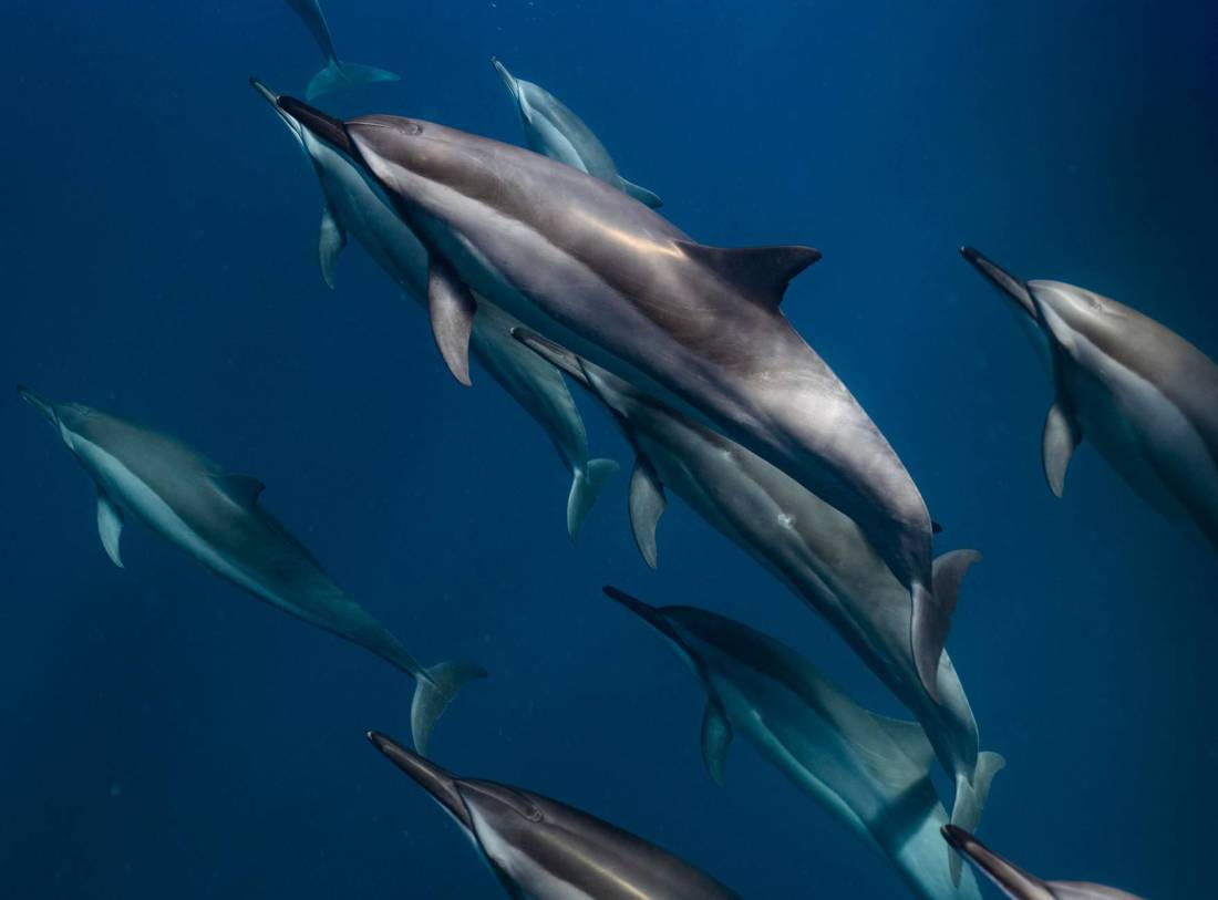 photo of dolphins underwater