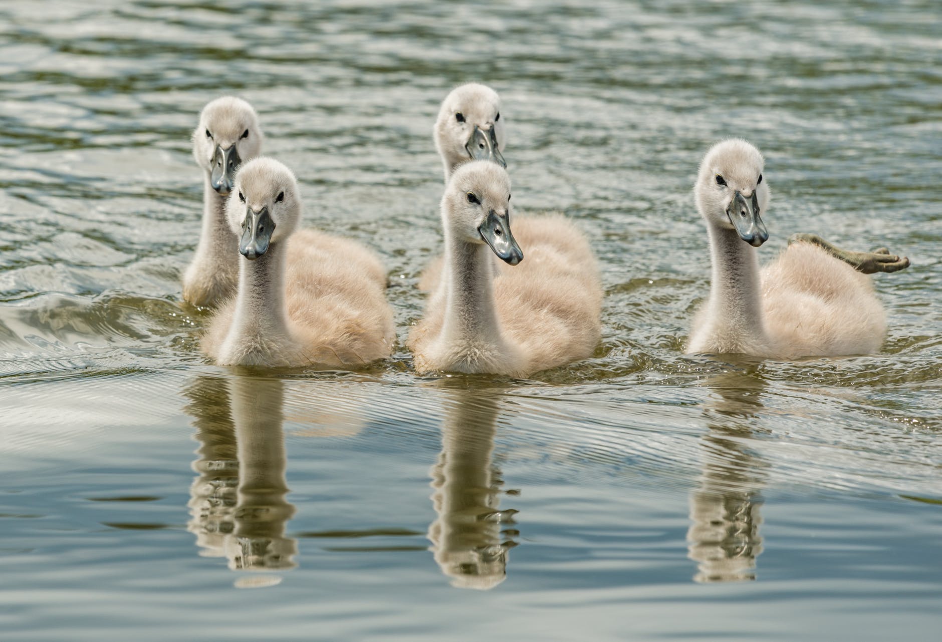 white ducks on water