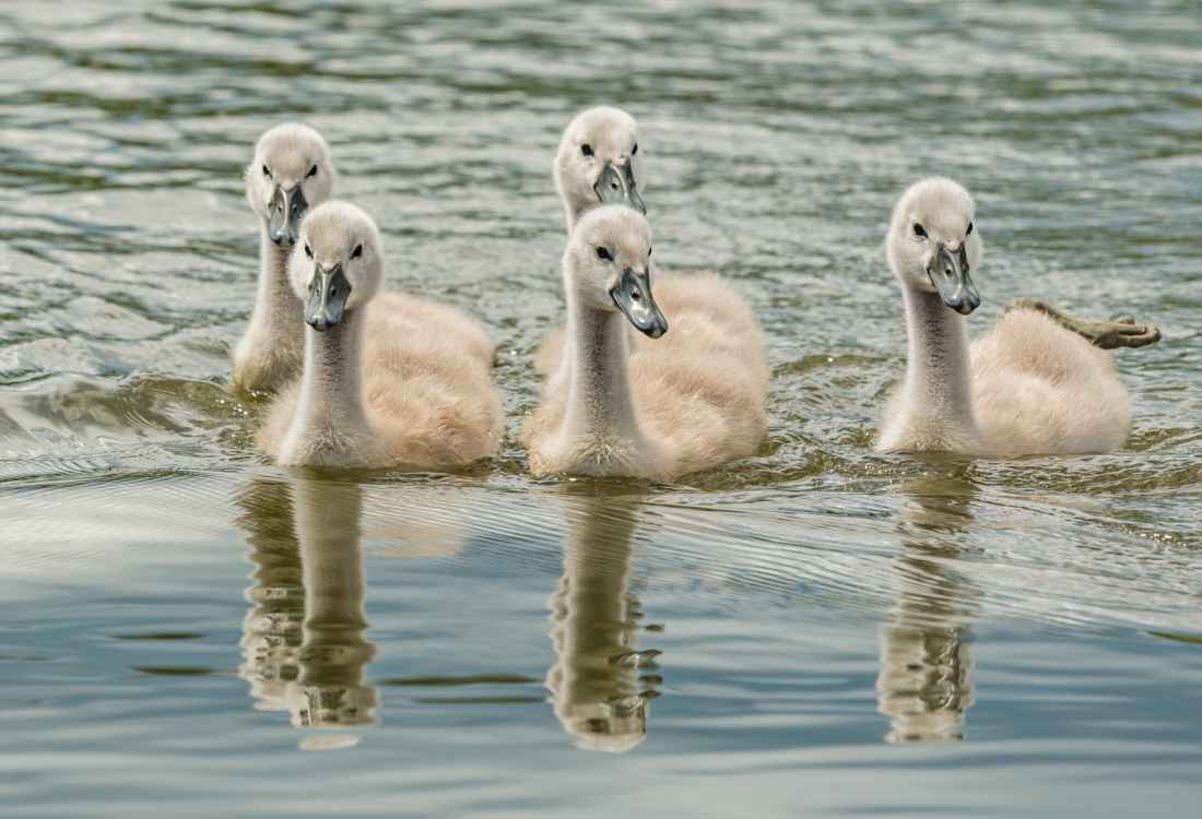 white ducks on water