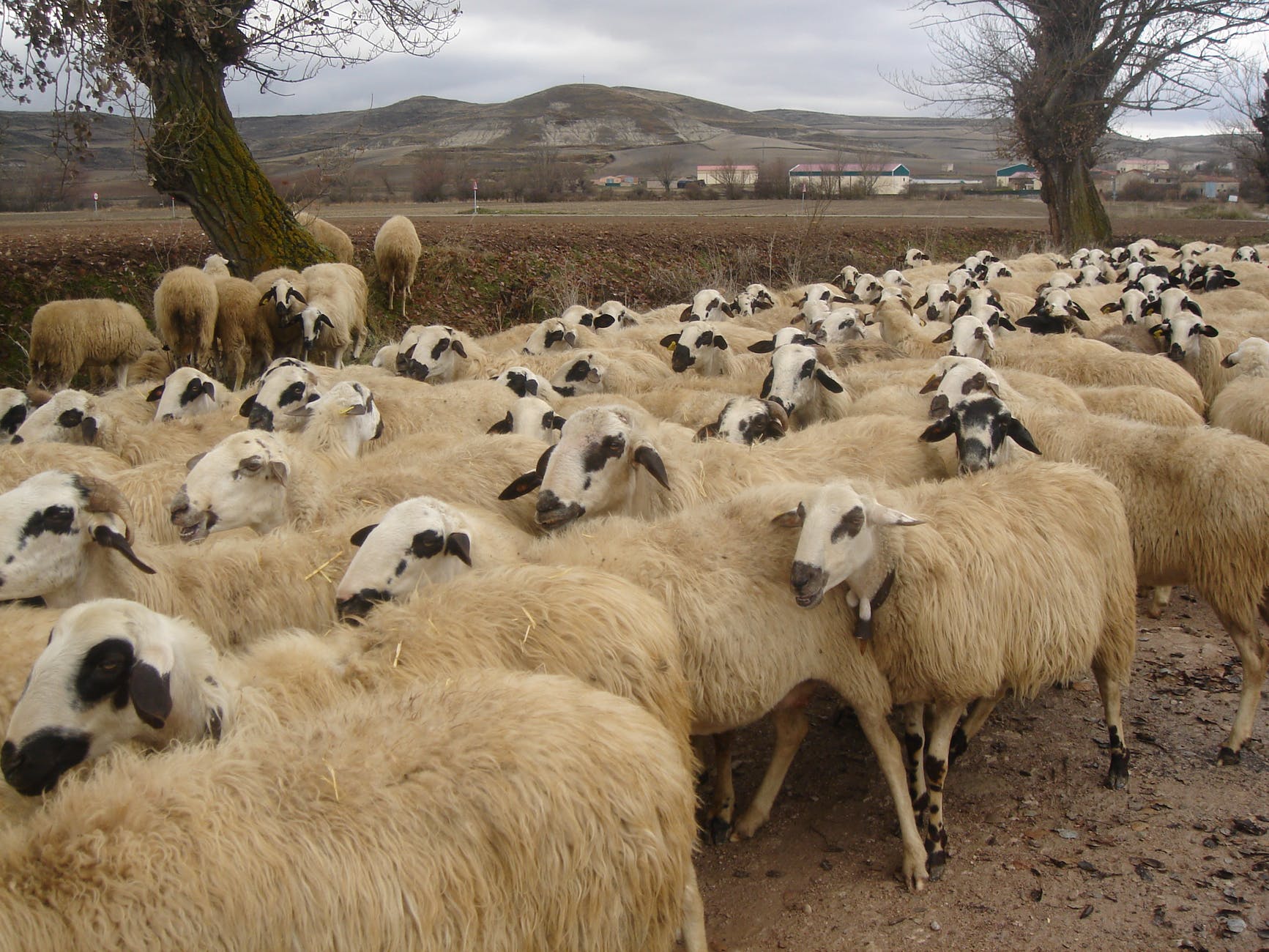 herd of sheep